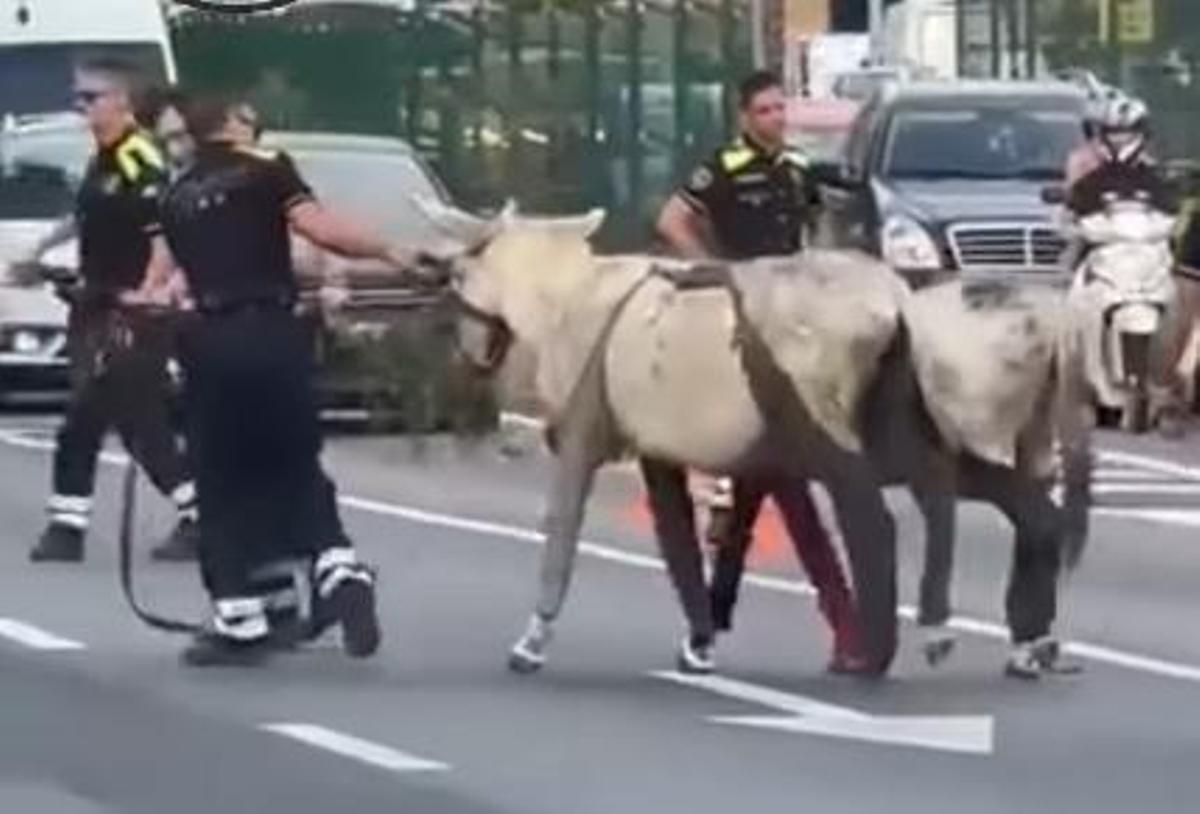 Momento en el que los agentes retiran los dos burros de la ronda de Dalt