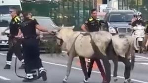 Momento en el que los agentes retiran los dos burros de la ronda de Dalt