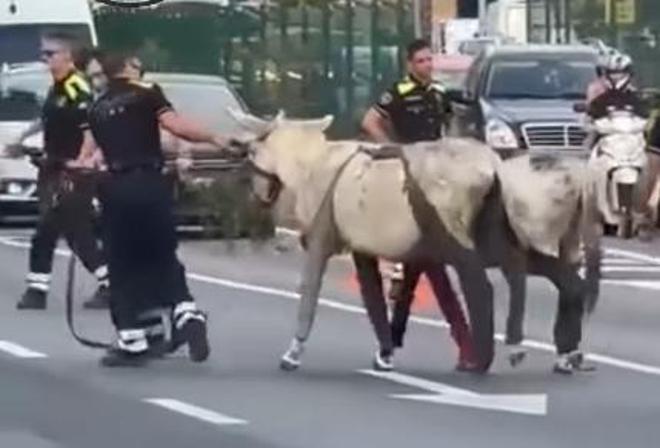 Momento en el que los agentes retiran los dos burros de la ronda de Dalt