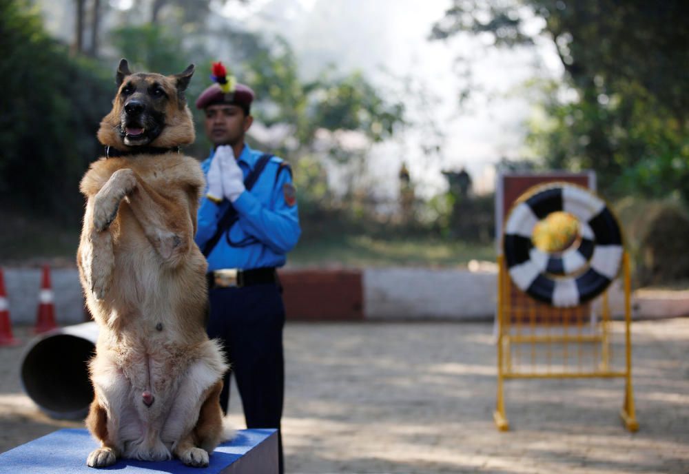 Nepal venera a los perros en el festival Tihar