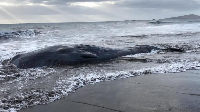Un cachalote aparece muerto en la playa de Melenara
