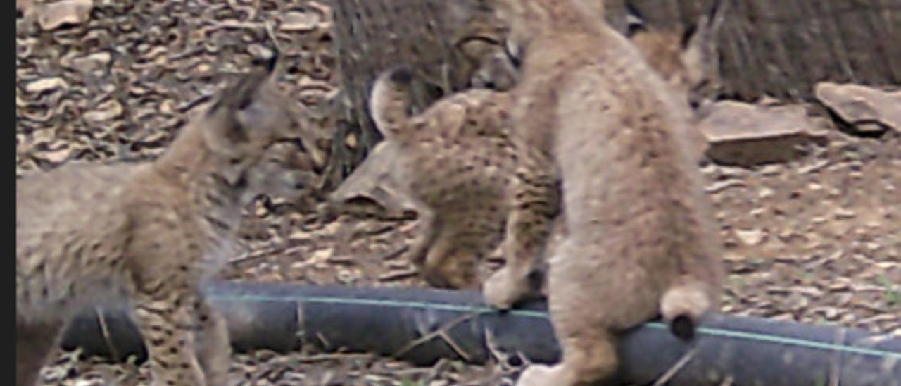 Imágenes tomadas esta primavera de cachorros nacidos en el Valle del Matachel.