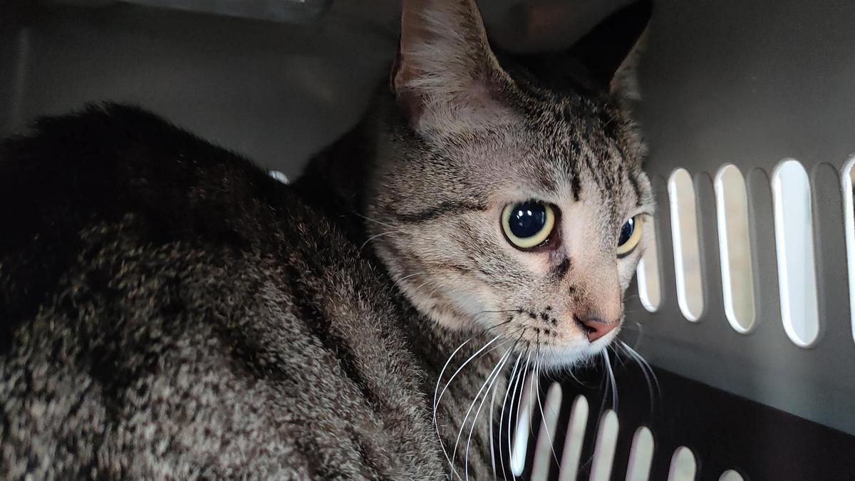 L'Annie, encara amb cara d'espantada, al seu transportí