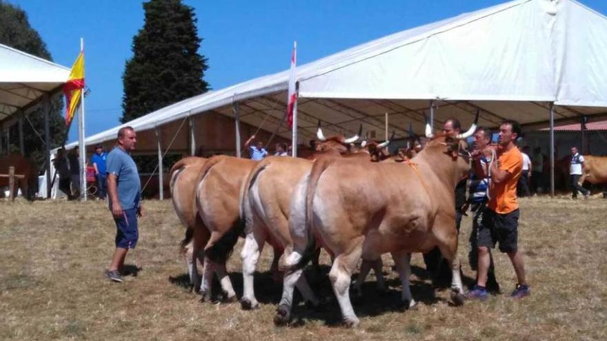 La ganadería Majopa de Gozón domina en el XXXVI Concurso de ganado de Piedeloro