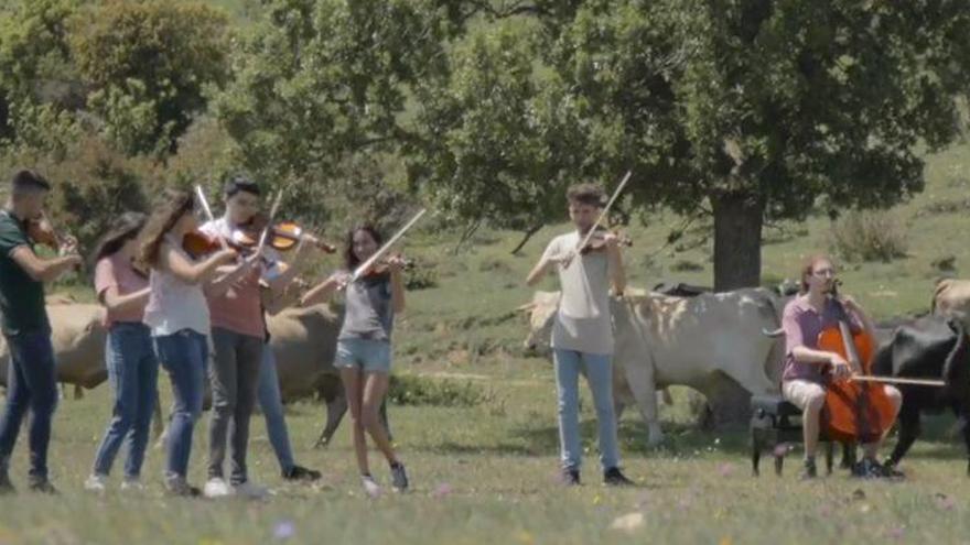 La música clásica amansa a las vacas de Morella