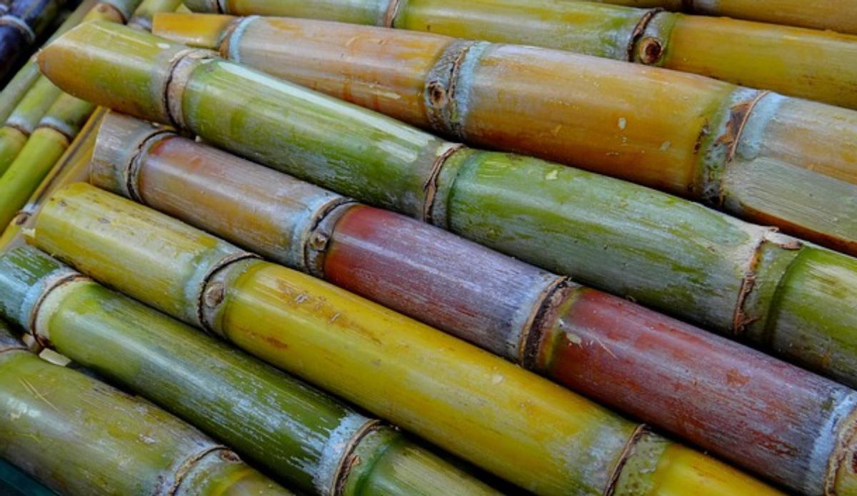 Cañas de azúcar.