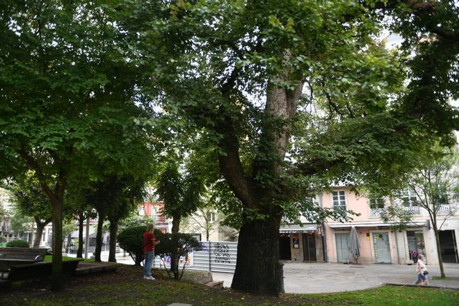 Cae la rama de un árbol cerca de las terrazas de la plaza de España sin causar heridos