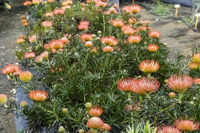 Visita a una plantacion de proteas een la Granja Agrícola del Cabildo. FOTOS: JC CASTRO