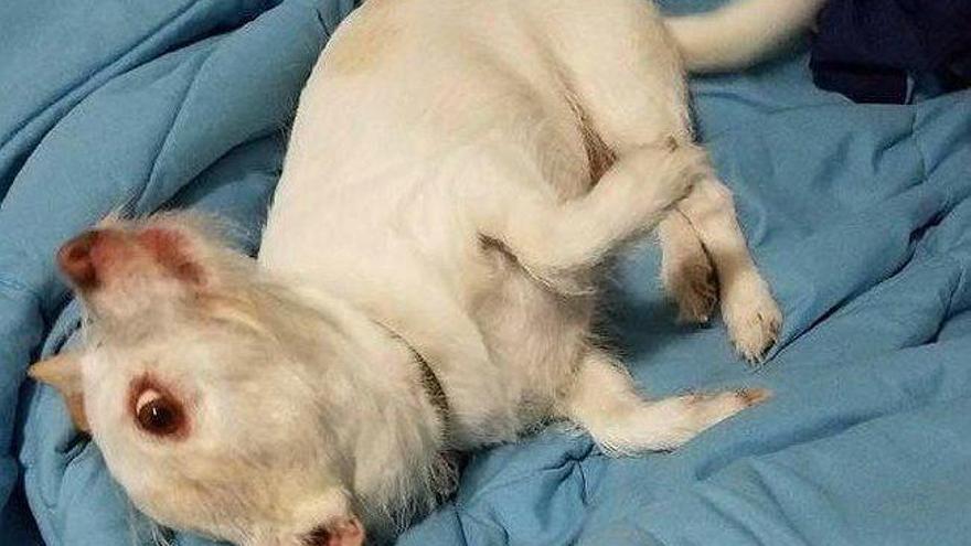 ¿Perro o cabra? Un efecto óptico impide ver a la primera qué animal es