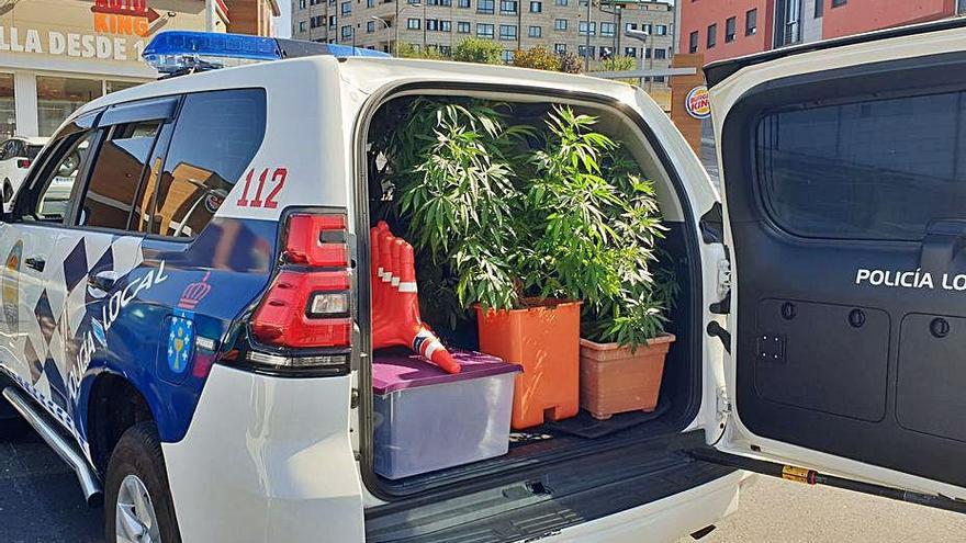 Las plantas intervenidas por la Policía Local.