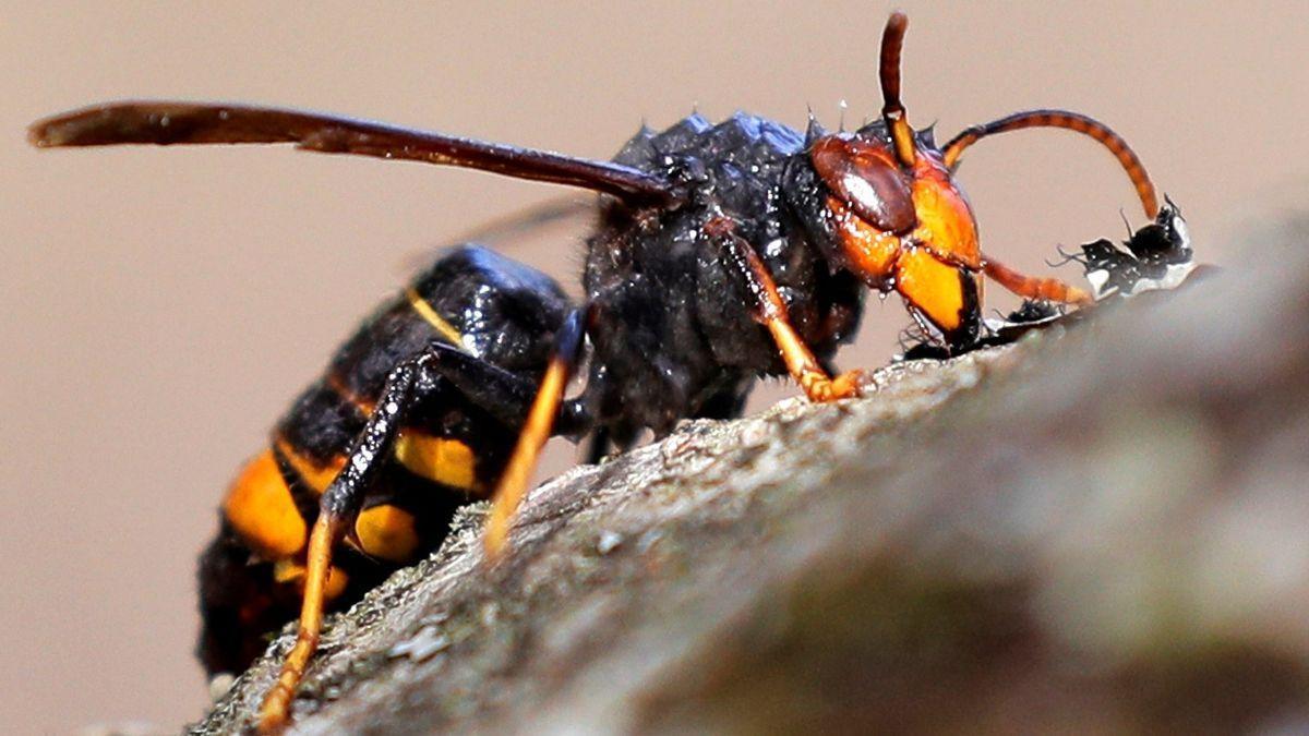 Ejemplar de avispa asiática