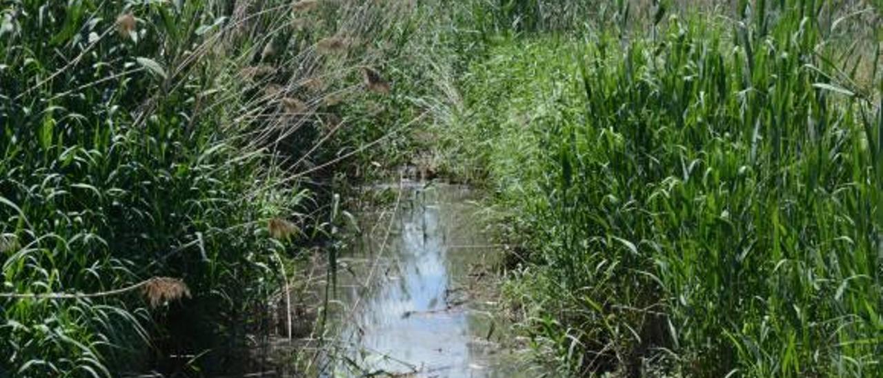 Los ecologistas cuestionan las obras en el cauce de El Rodriguillo