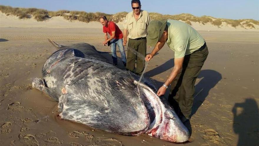 Aparece muerto un tiburón de nueve metros en una playa de Doñana