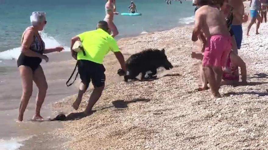 El jabalí que atacó a una señora corre por la playa de Alfàs del Pi