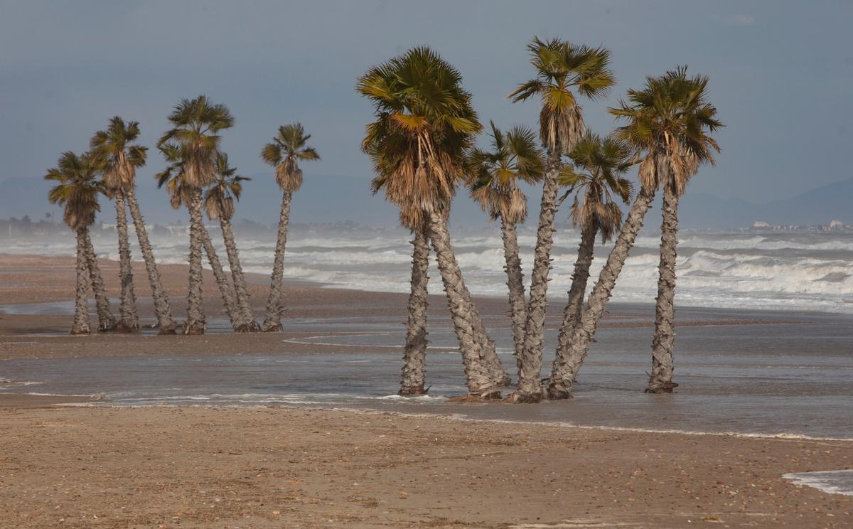 El agua, llegando a las palmeras.