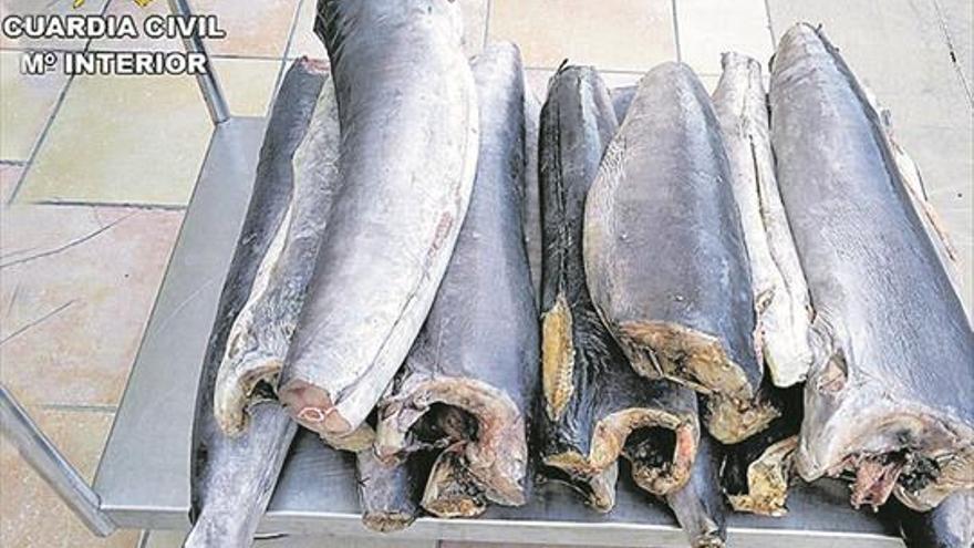 Incautan 50 kilos de pez espada inmaduro en aguas de Castellón