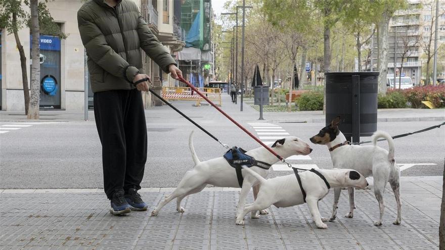 Prohibido pasear al perro de madrugada durante el toque de queda en Castellón