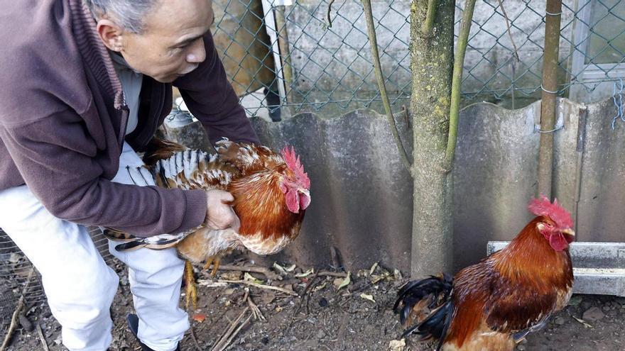 El Gobierno levanta el confinamiento de aves en todo el país al mejorar el riesgo de gripe aviar