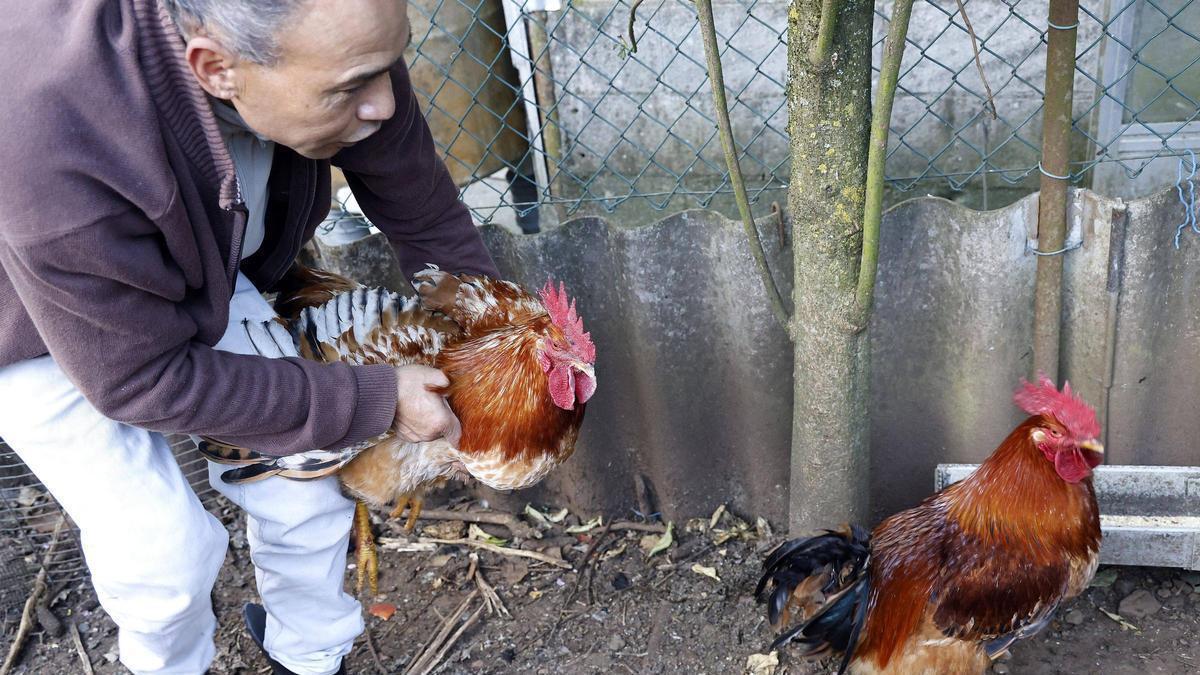 Gallinas en el barrio de Sar, en Santiago de Compostela, el día que se flexibilizaron las restricciones.