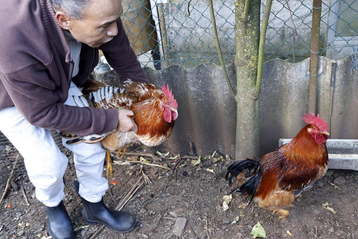 Gallinas en el barrio de Sar, en Santiago de Compostela, el día que se flexibilizaron las restricciones.
