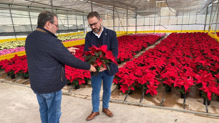 Unas 6.000 Flores de Pascua decorarán los parques y jardines de Lorca