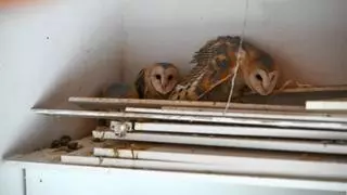 Lechuzas «alistadas» para regresar a la naturaleza desde Aspe