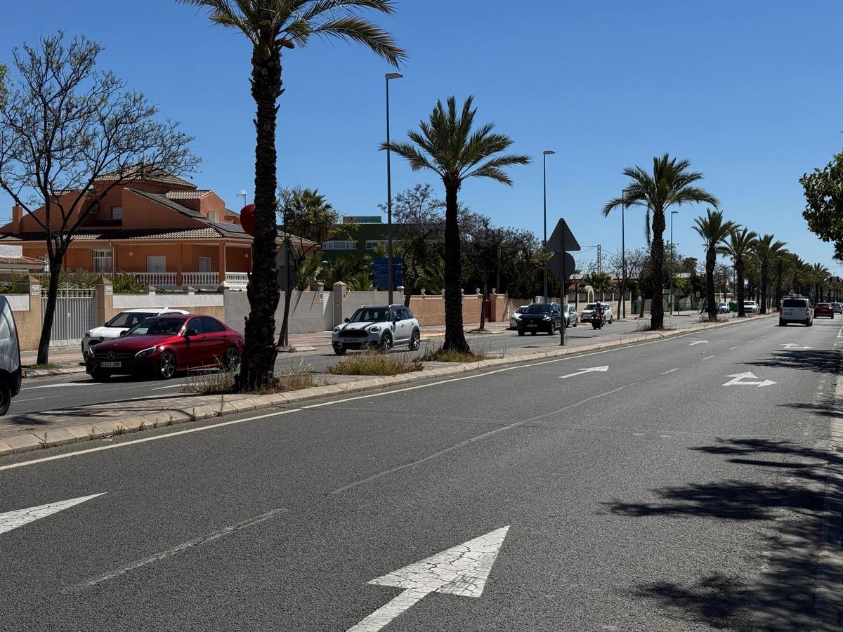 Palmeras en la ronda que serán trasplantadas