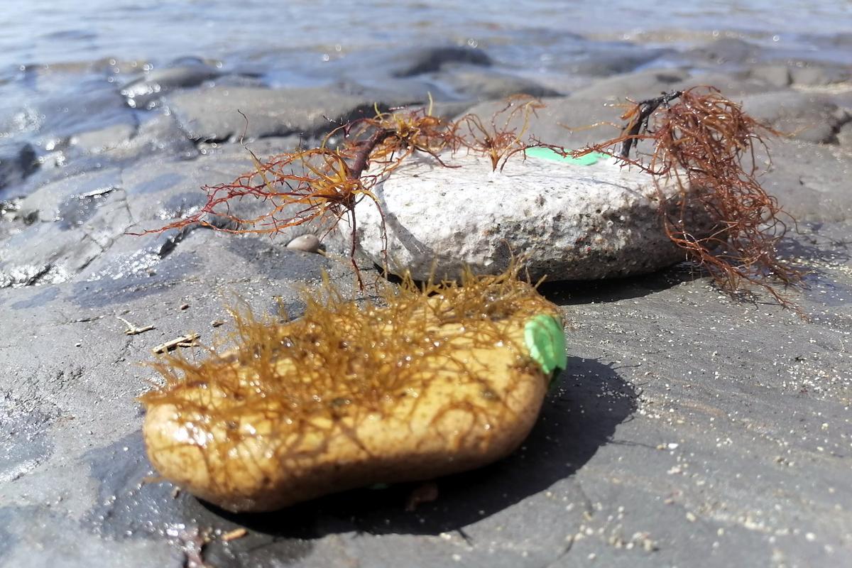 Científicos reintroduciendo el alga extinguida hace cuatro décadas en el Cap de Creus en la bahía de Portlligat