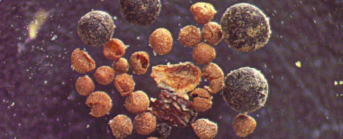 Madera de sauce, partes de insectos, hongos y una semilla de amapola descubiertos como fósiles debajo del hielo de Groenlandia.