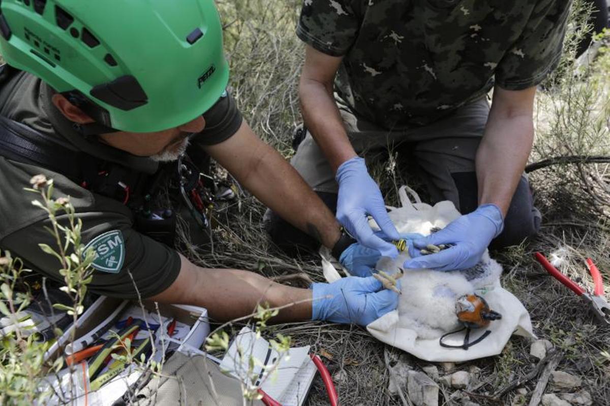 Agentes rurales anillan halcones peregrinos en el Penedès