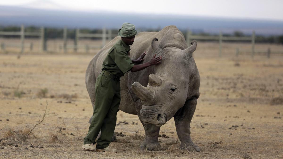 Fatu, uno de los dos ejemplares de rinoceronte blanco del norte que quedan.