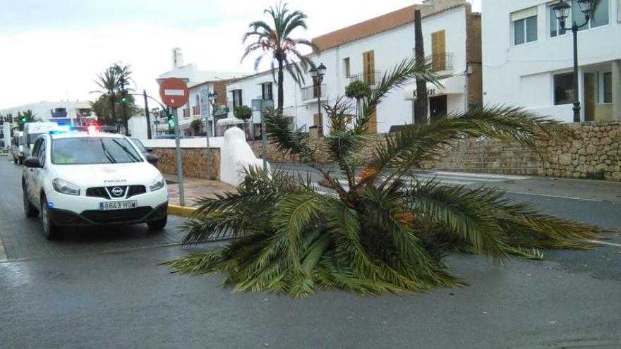 Una palmera tumbada en Sant Josep por el temporal.