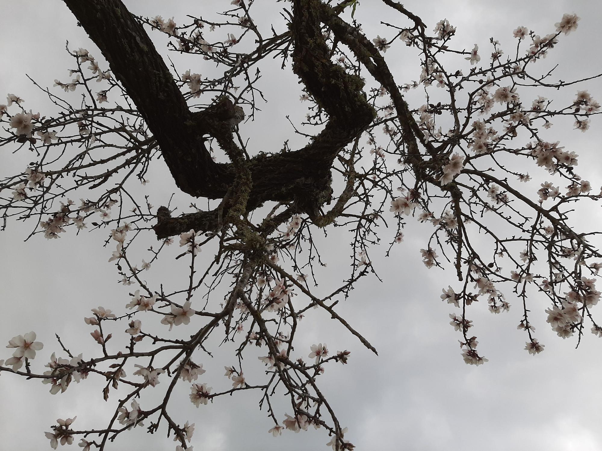 Trotz Schnee und Winterwetter: Auf Mallorca ist die Mandelblüte wieder da