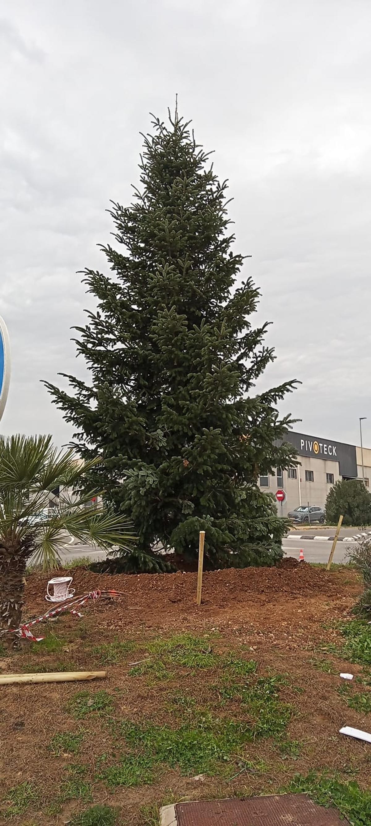 El abeto en la rotonda.