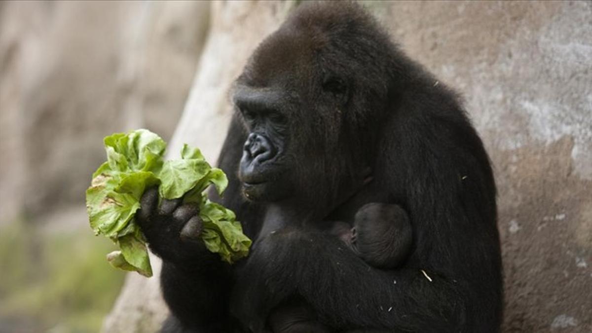 Una gorila del Zoo de Barcelona y su cría.