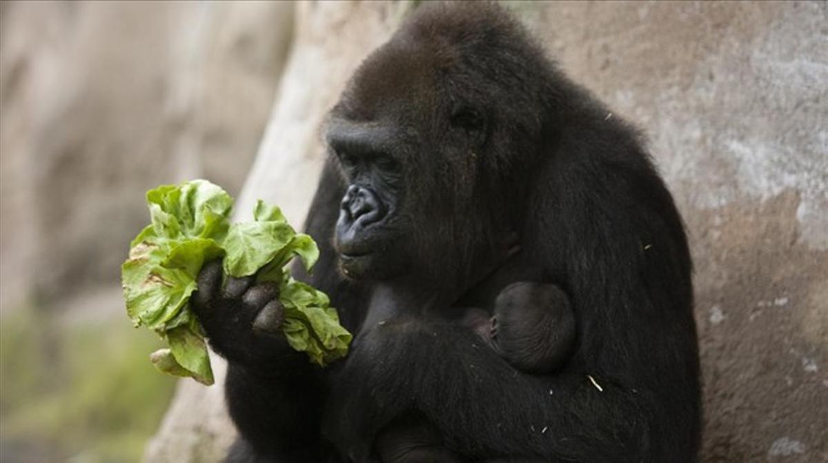 Una goril·la del Zoo de Barcelona i la seva cria.