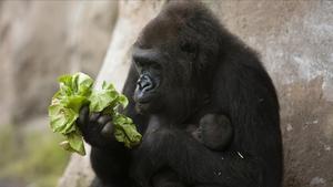 Una goril·la del Zoo de Barcelona i la seva cria.