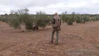 La caza para reducir la población de conejos vierte toneladas de plomo al medio natural en Lleida