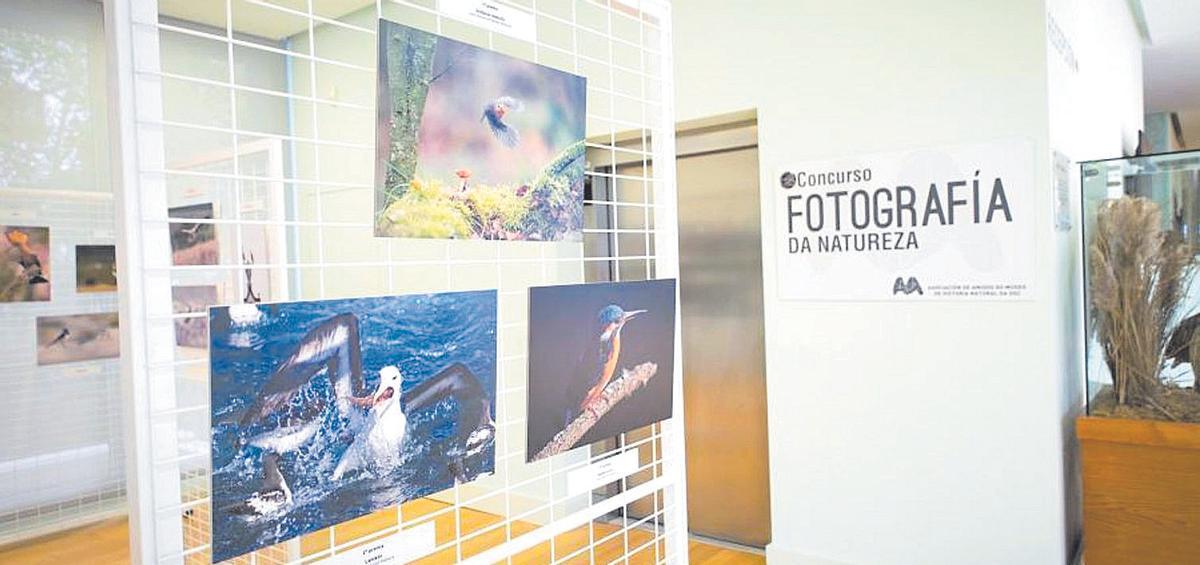 ‘Fotografía da natureza: Aves’, en el Museo de Historia Natural de la USC