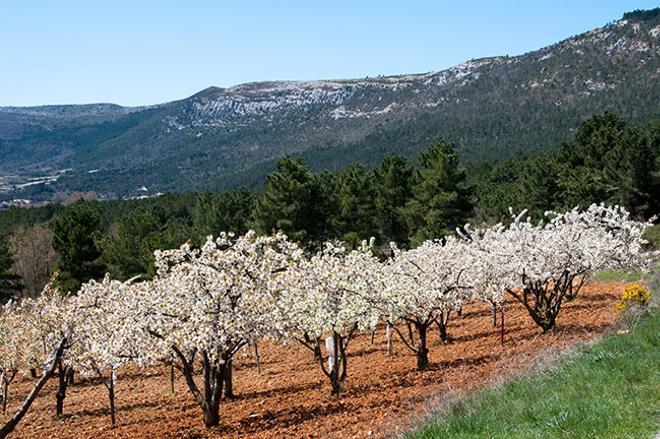 Valle del Jerte