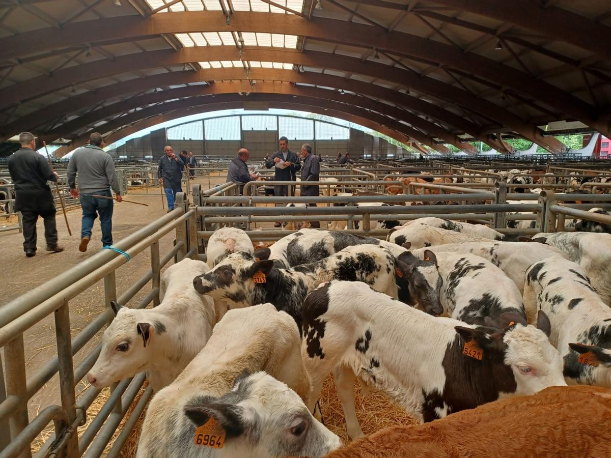 El mercado de ganado de los jueves en Siero: así operan los tratantes en la cita del recinto poleso