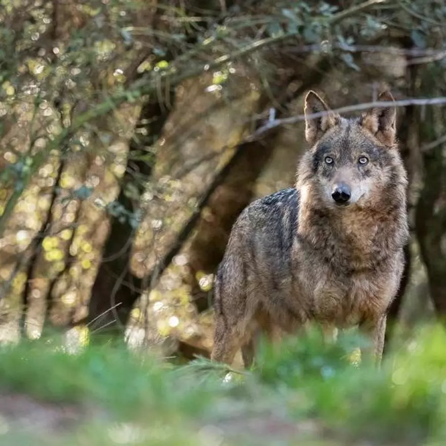 La sierra española donde el lobo sigue dominando el paisaje