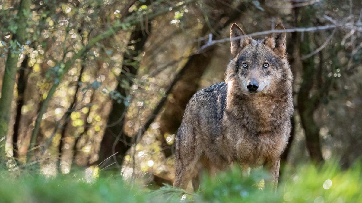 La sierra española donde el lobo sigue dominando el paisaje
