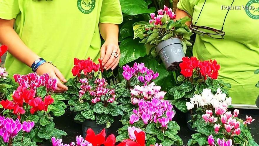 El sector floristero inicia la campaña de Fieles Difuntos