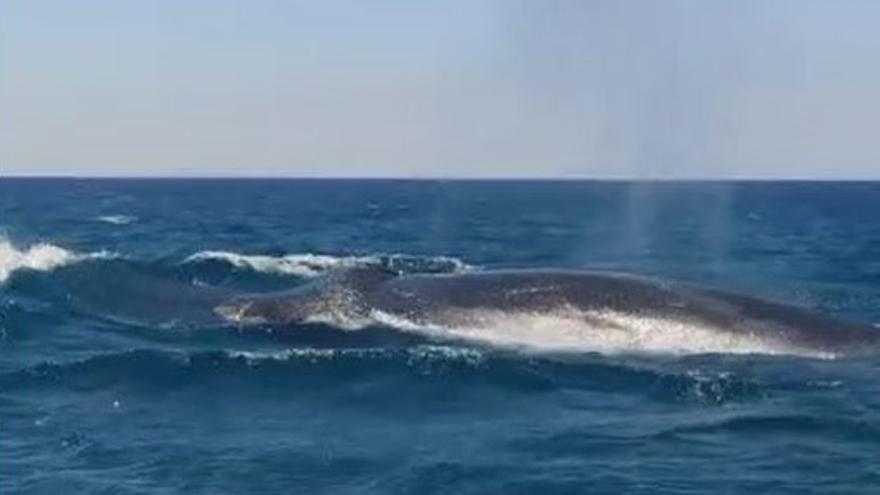 Avistan dos ejemplares de ballena alada en Cabo de Palos.