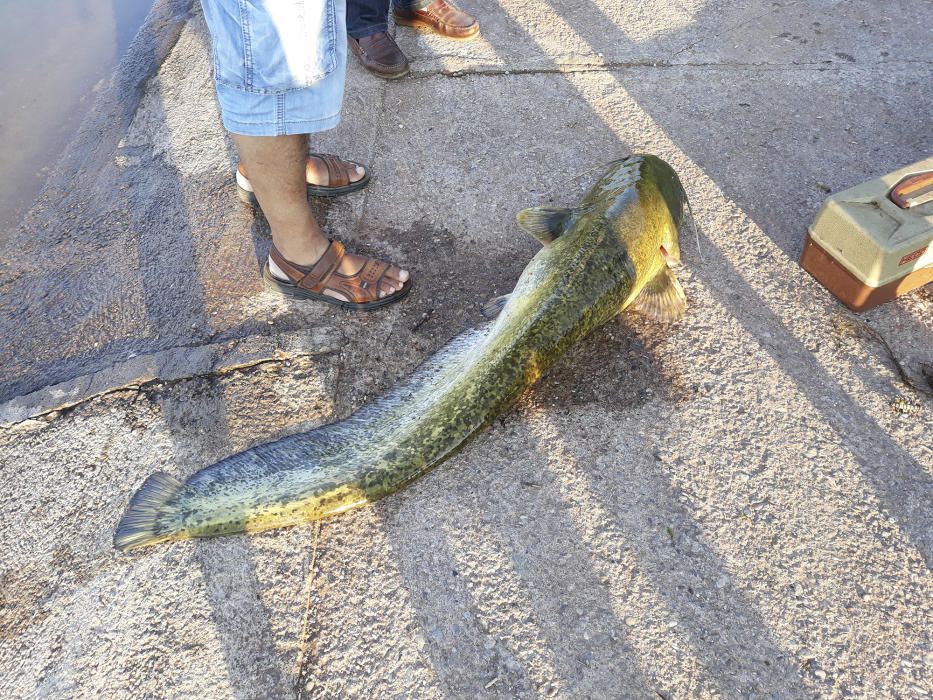 Pesca. Un exemplar bastant gran de silur que uns pescadors han pescat al llac del Parc de l’Agulla.