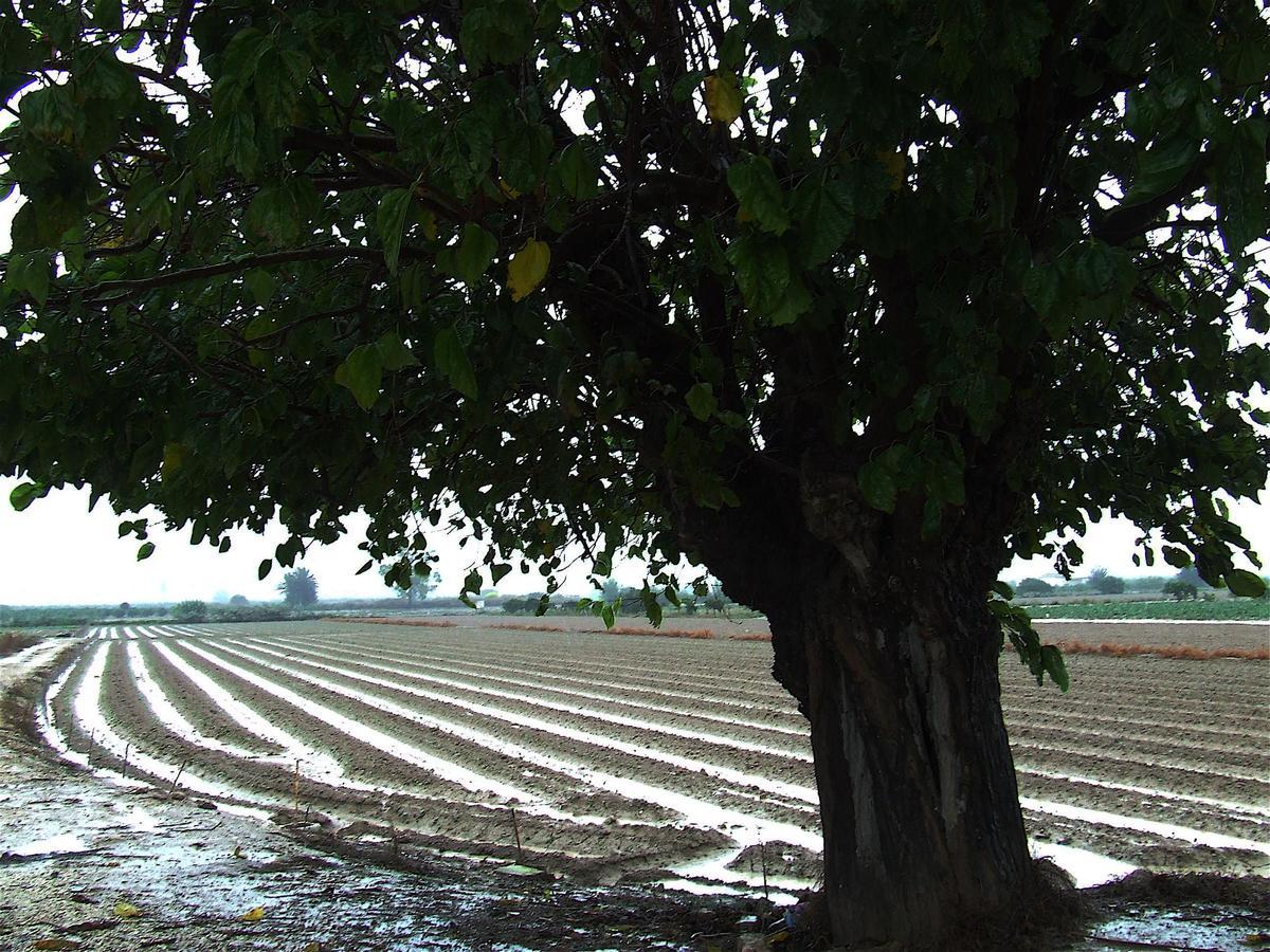 Bancal de la huerta de Rojales regado a manta, en una imagen de archivo