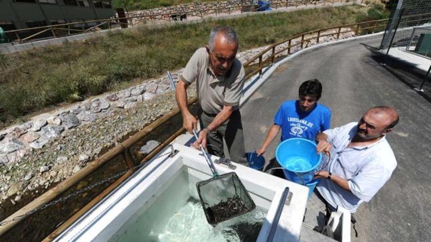 Los pescadores de Asprimo sacan los alevines de la cuba para soltarlos en el río Riosa en L&#039;Ará.