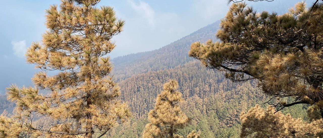 El pinar del sur de La Palma se tiñe de amarillo