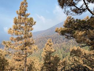 El pinar de La Palma se resiente por el volcán